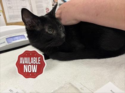 Rascal, Adoptable, Adult Male Domestic Short Hair & Domestic Short Hair.