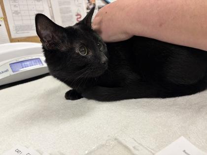Enlarge Rascal, a Adoptable mixed breed in Lowell, MA image 2/2
