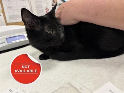 Enlarge Rascal, a Adoptable mixed breed in Lowell, MA image 1/1