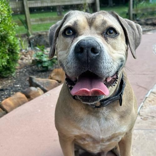 Monte, a Adoptable mixed breed in Geneseo , IL image 1/5