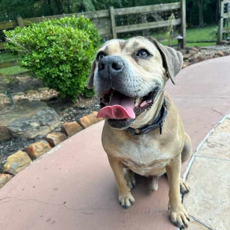 Monte, a Adoptable mixed breed in Geneseo , IL image 2/5