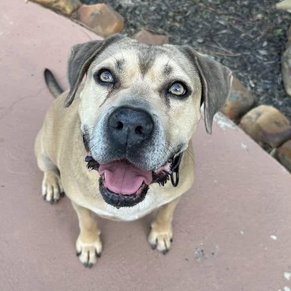 Enlarge Monte, a Adoptable mixed breed in Geneseo , IL image 1/4