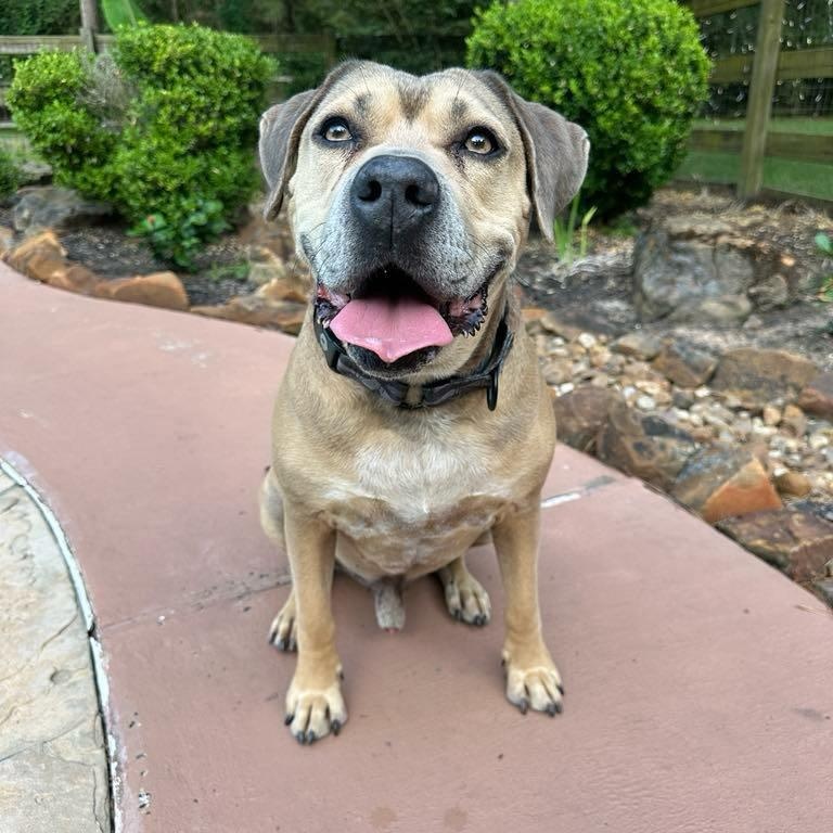 Monte, a Adoptable mixed breed in Geneseo , IL image 3/5