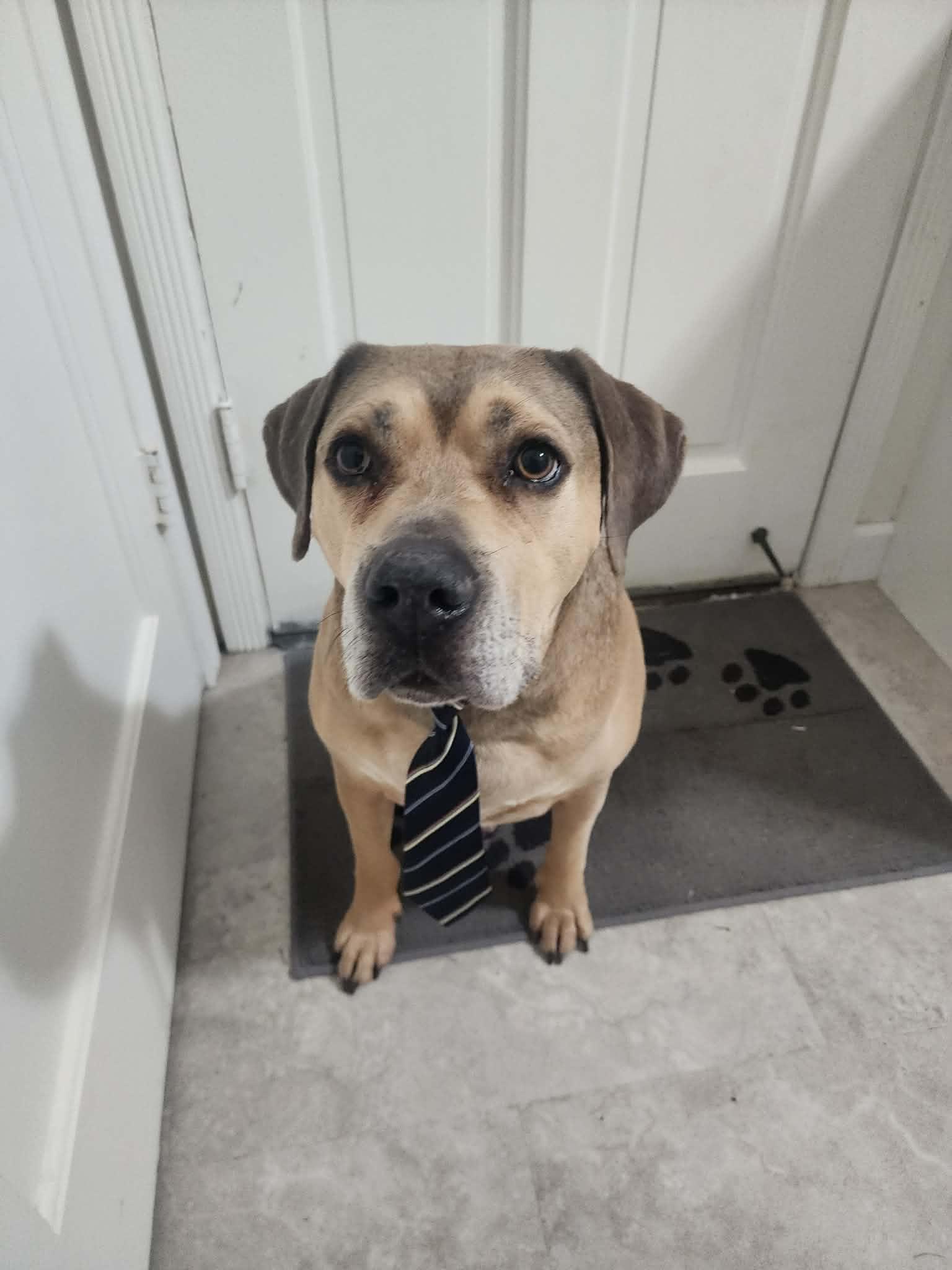Monte, a Adoptable mixed breed in Geneseo , IL image 5/5