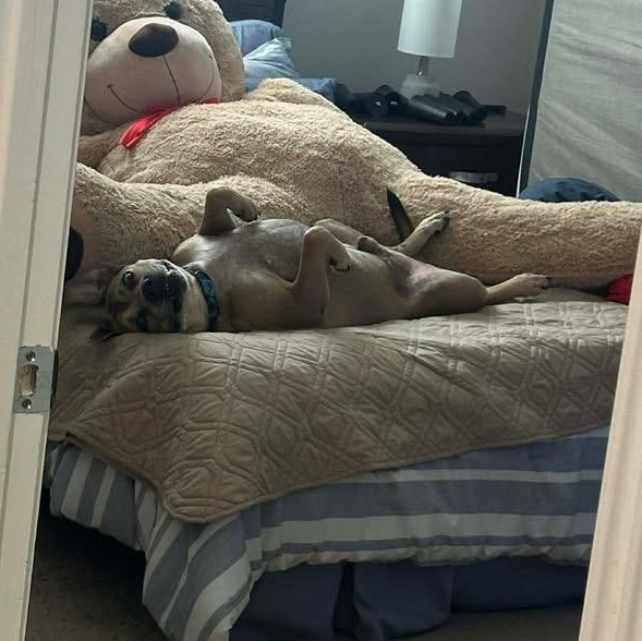 Enlarge Monte, a Adoptable mixed breed in Geneseo , IL image 3/4