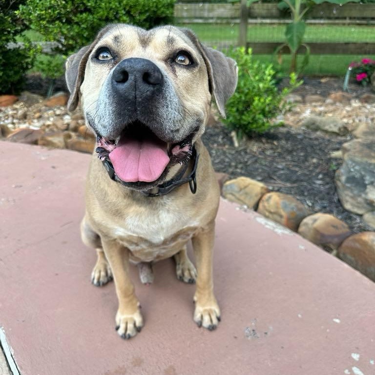 Monte, a Adoptable mixed breed in Geneseo , IL image 5/5