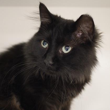 Enlarge Jesse, a Adoptable mixed breed in Verona, WI image 1/3