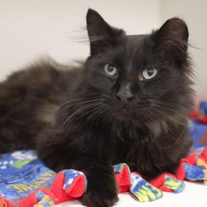 Enlarge Jesse, a Adoptable mixed breed in Verona, WI image 2/3