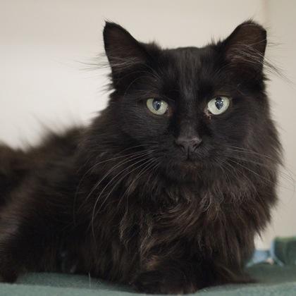 Enlarge Jesse, a Adoptable mixed breed in Verona, WI image 3/3