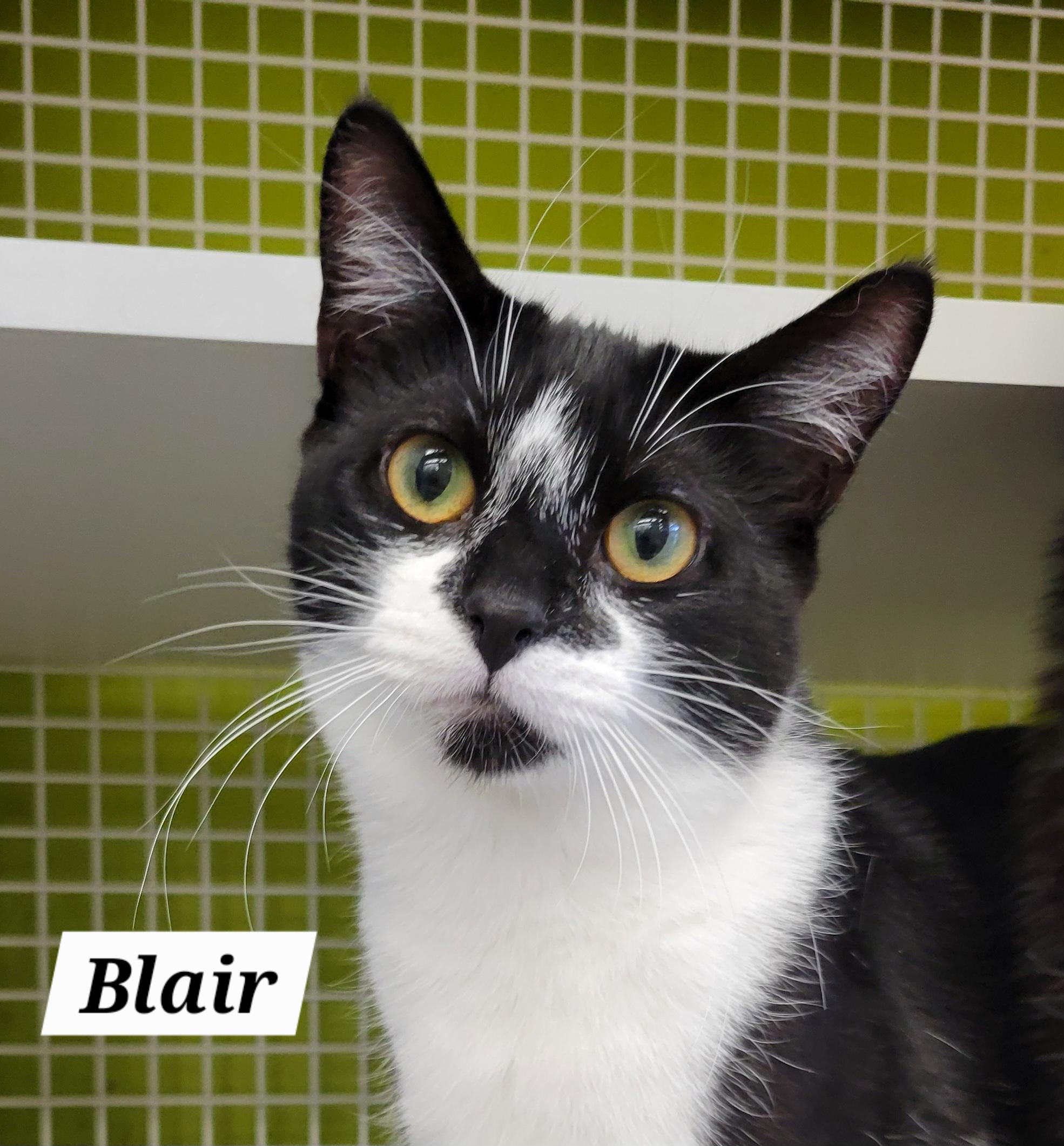Blair, a Adoptable Domestic Short Hair in Green Brook, NJ image 1/2