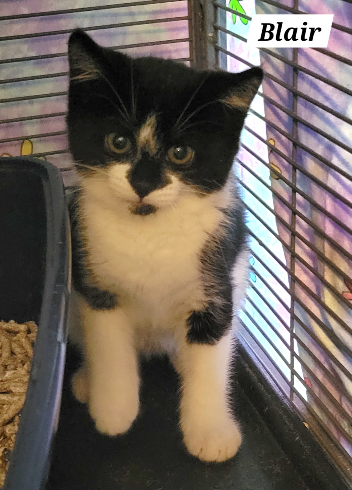 Blair, a Adoptable Domestic Short Hair in Green Brook, NJ image 2/2