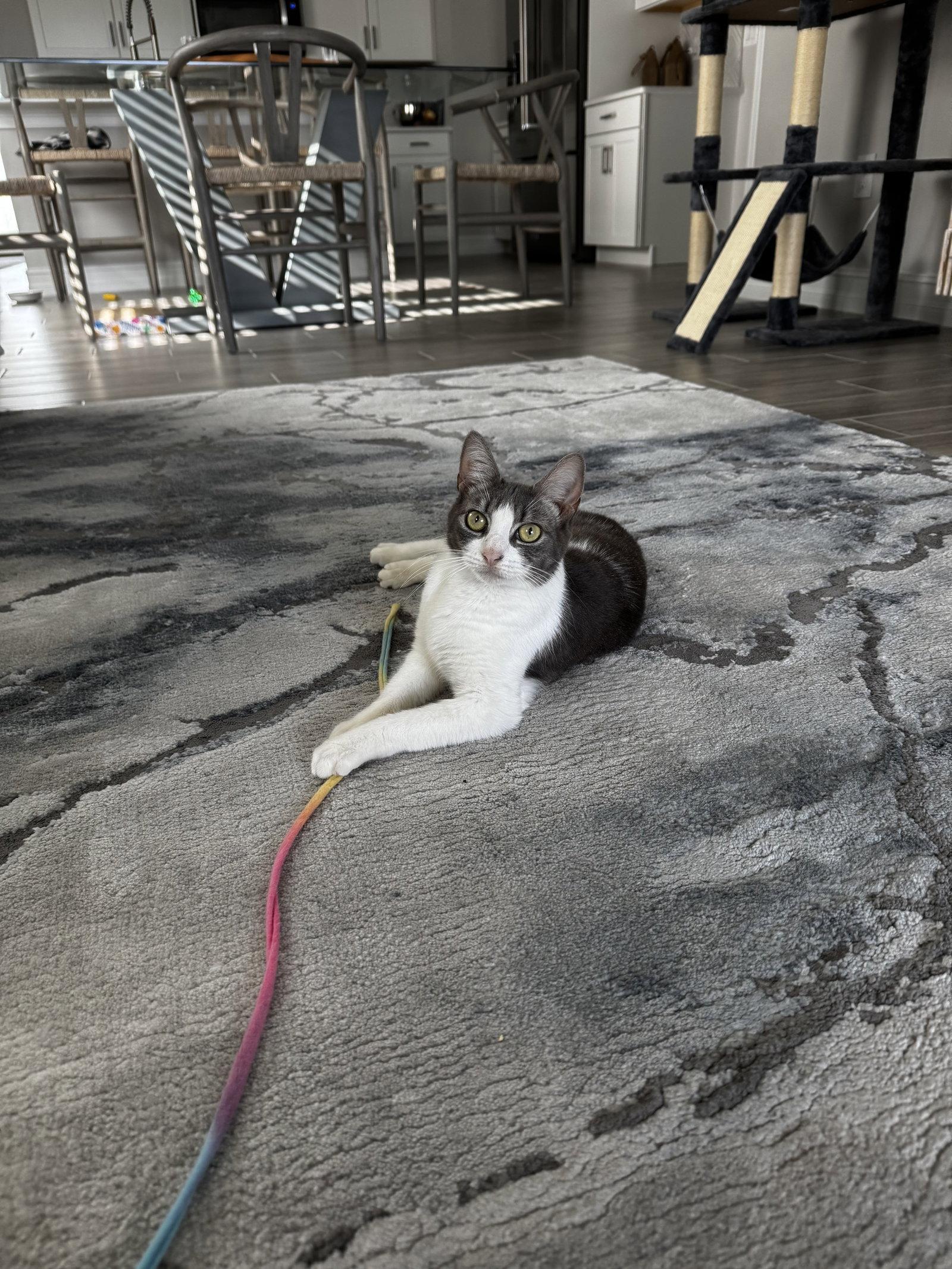 Kia, Adoptable, Adult Female Domestic Short Hair.