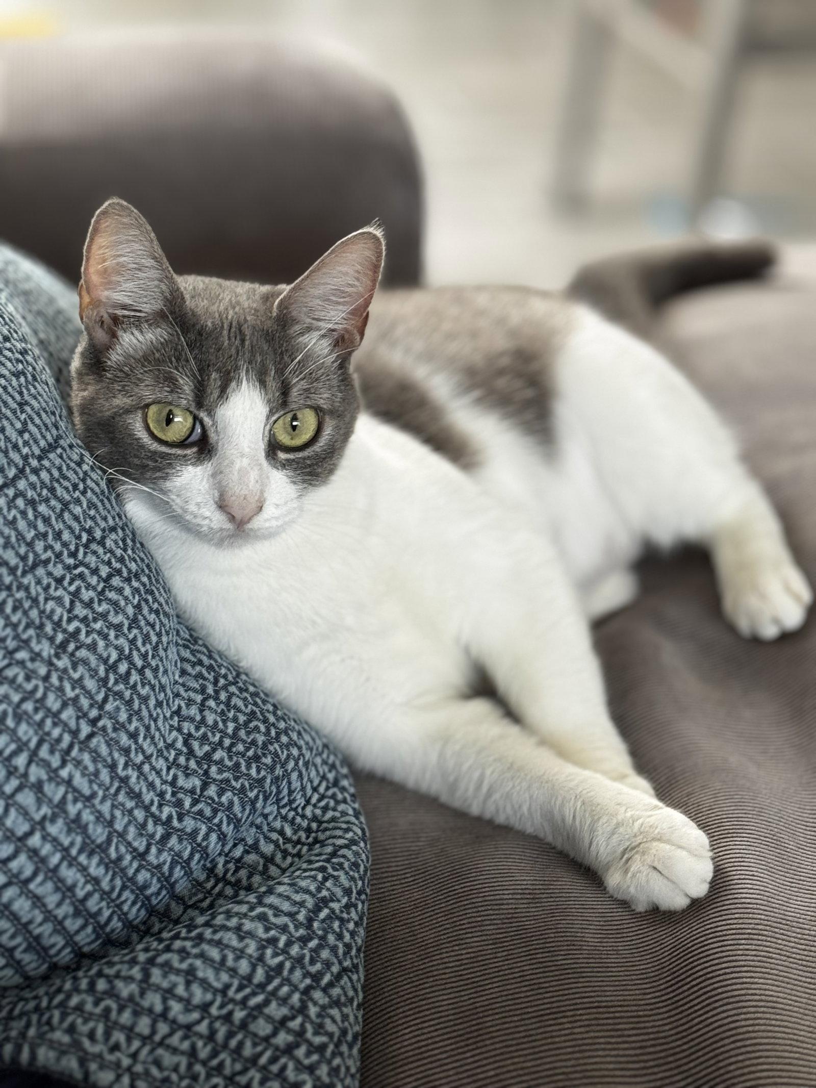 Enlarge Kia, a Adoptable Domestic Short Hair in Naples, FL image 2/2