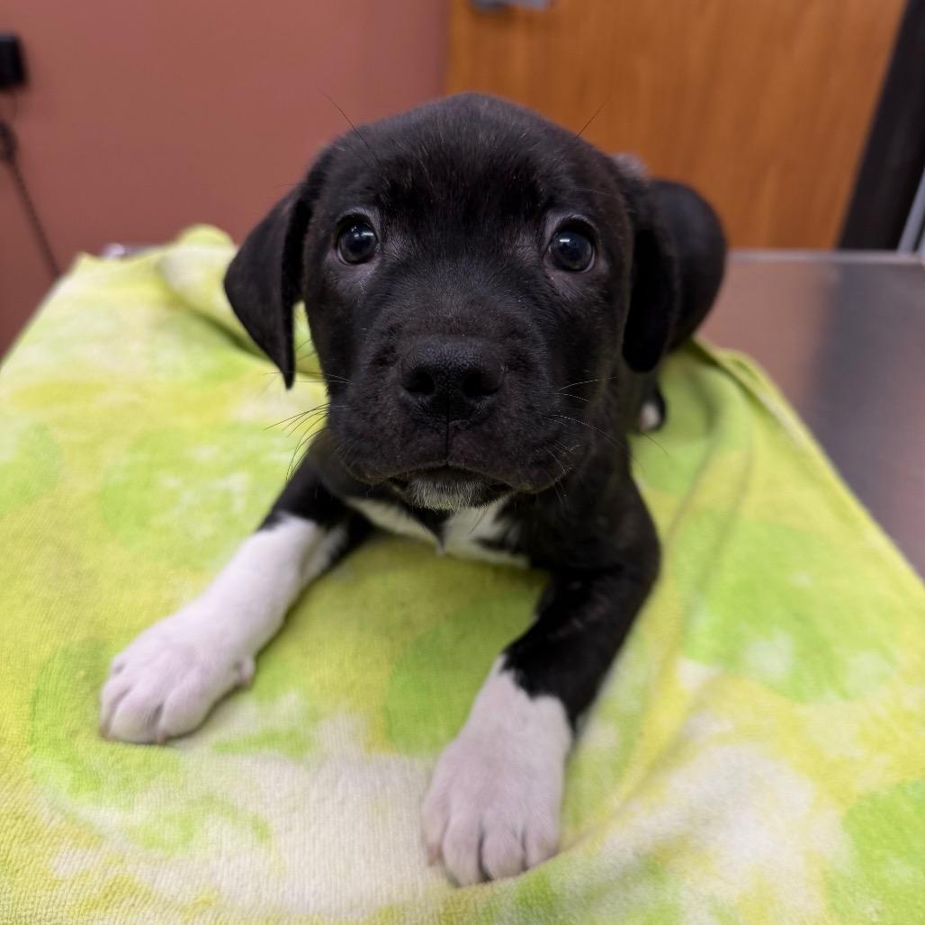 Enlarge Cumulus, a Adoptable mixed breed in Detroit Lakes, MN image 2/3