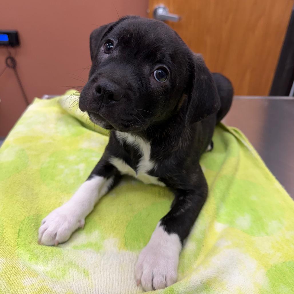 Enlarge Cumulus, a Adoptable mixed breed in Detroit Lakes, MN image 3/3