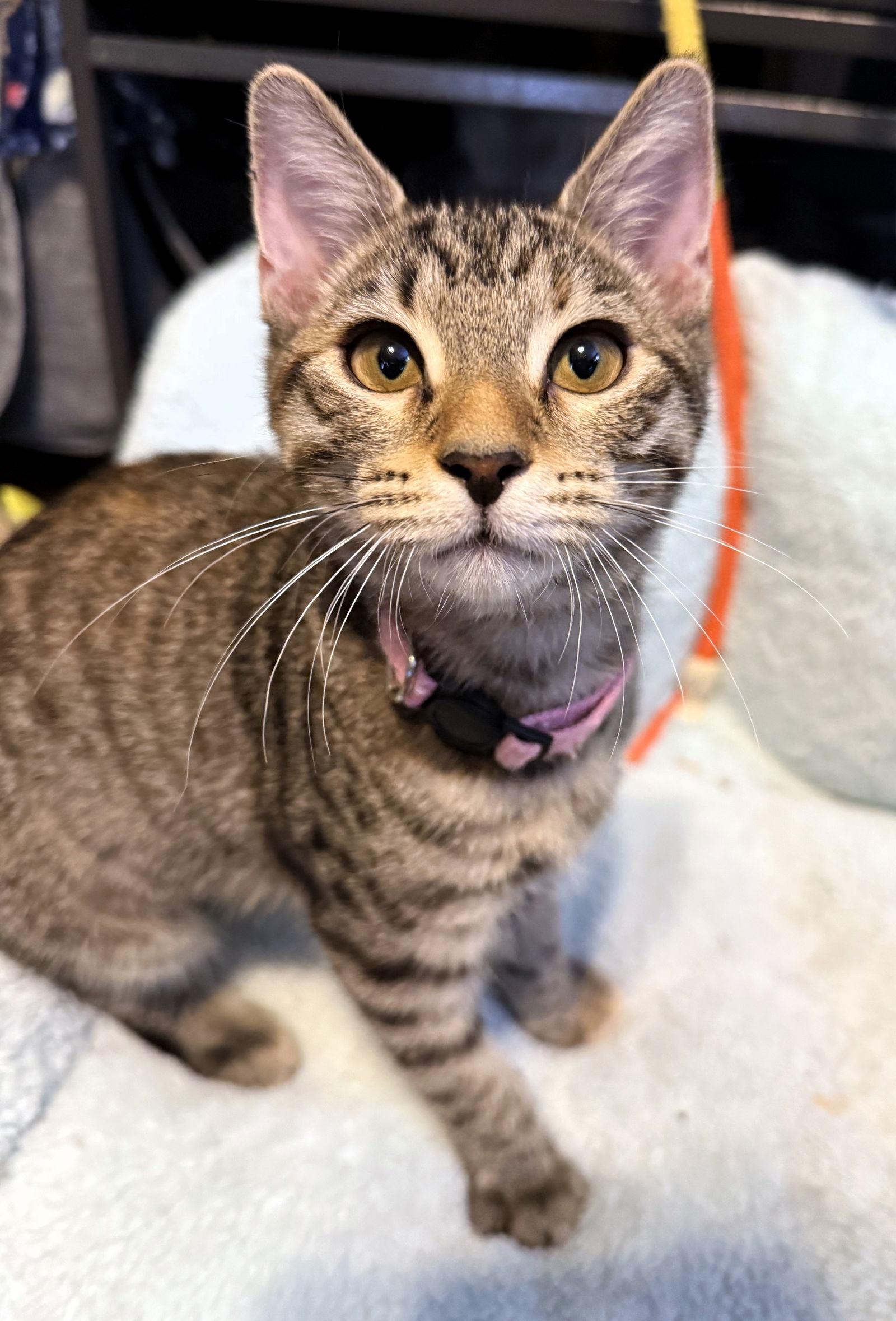 Fajita, Adoptable, Kitten Female Tabby & Tortoiseshell.