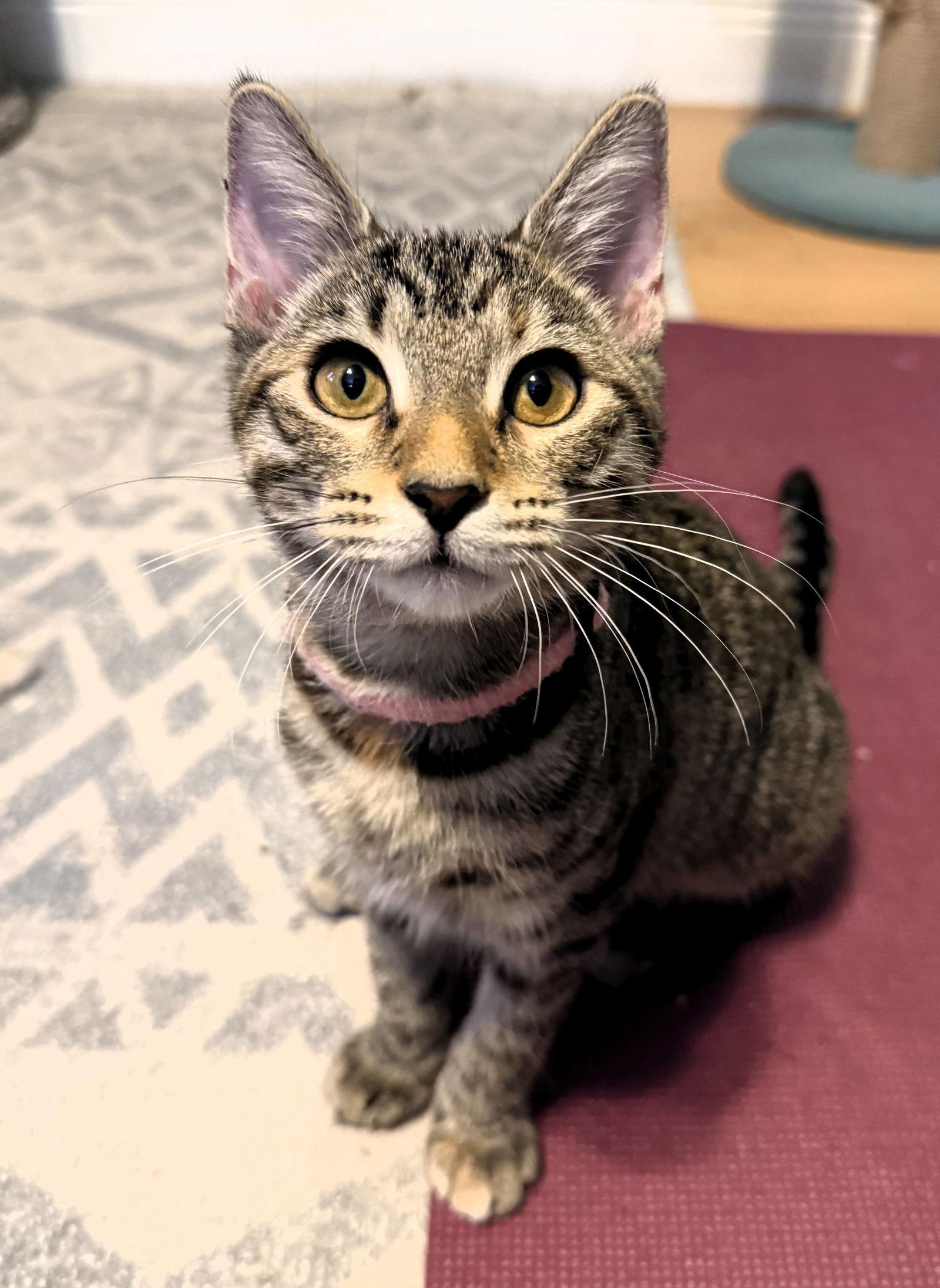 Enlarge Fajita, a Adoptable mixed breed in Lighthouse Point, FL image 2/3