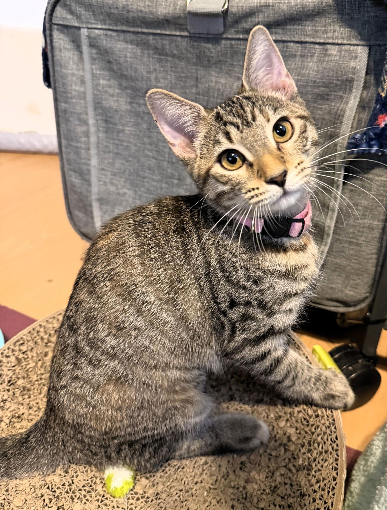 Enlarge Fajita, a Adoptable mixed breed in Lighthouse Point, FL image 3/3