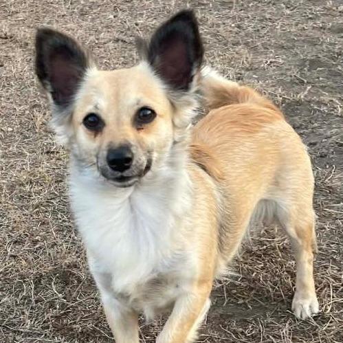 Enlarge Panda, a Adoptable mixed breed in Calverton, NY image 1/1