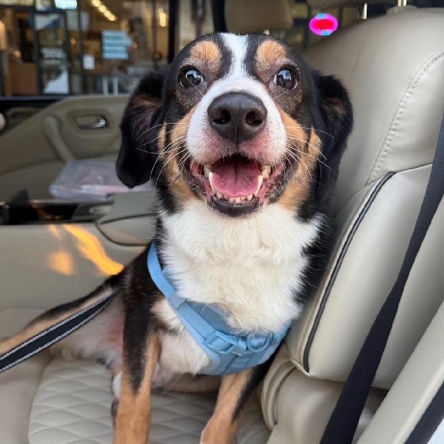 Murph, Adoptable, Adult Male Corgi & Australian Shepherd.