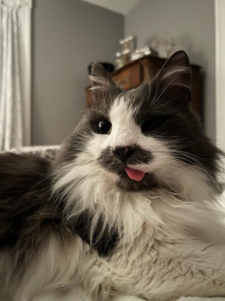 Enlarge Willow, a Adopted Domestic Long Hair in Chalfont, PA image 1/1