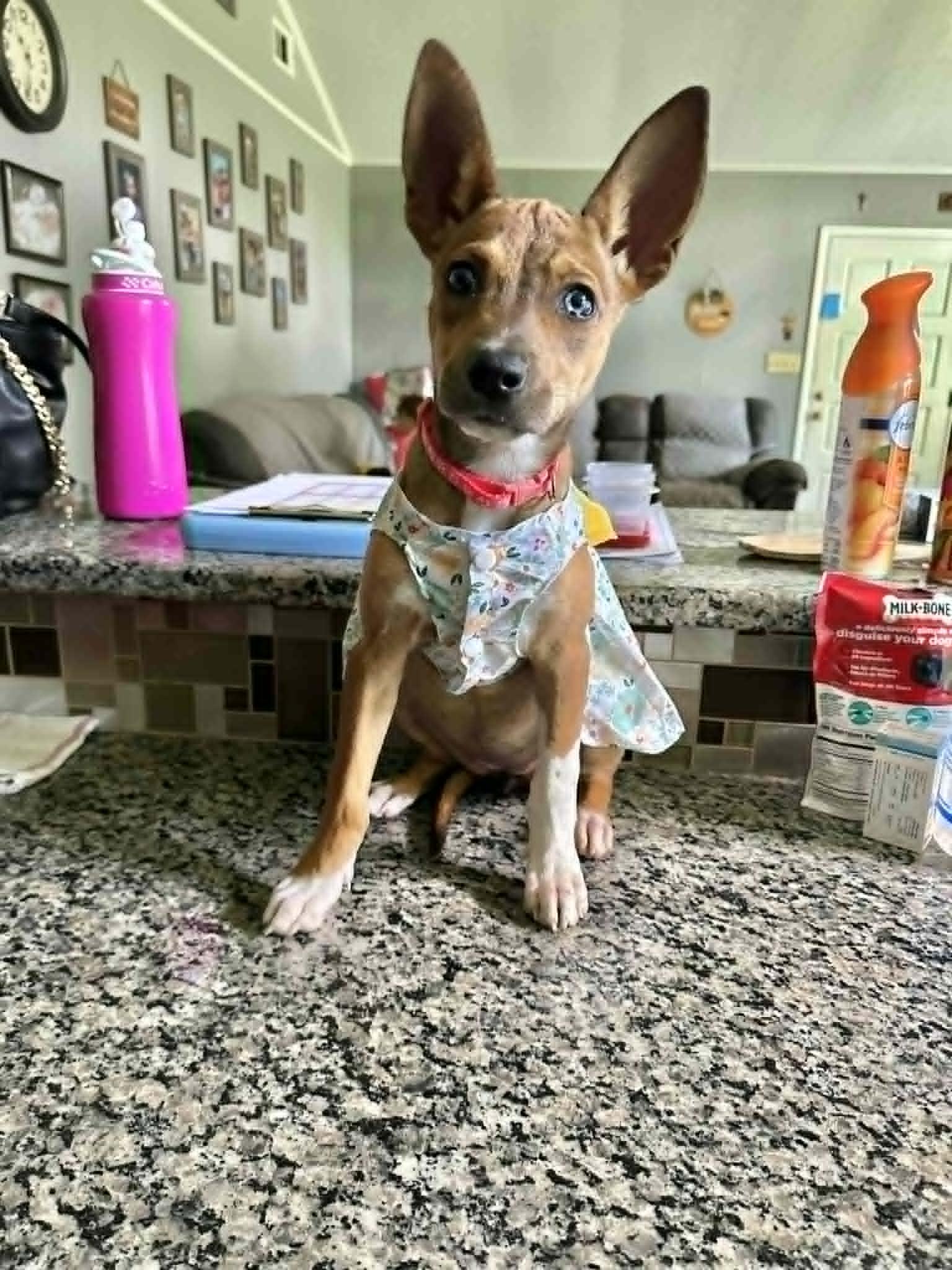 Enlarge Fancy Pants, a ADOPTABLE mixed breed in Groton, CT image 5/5
