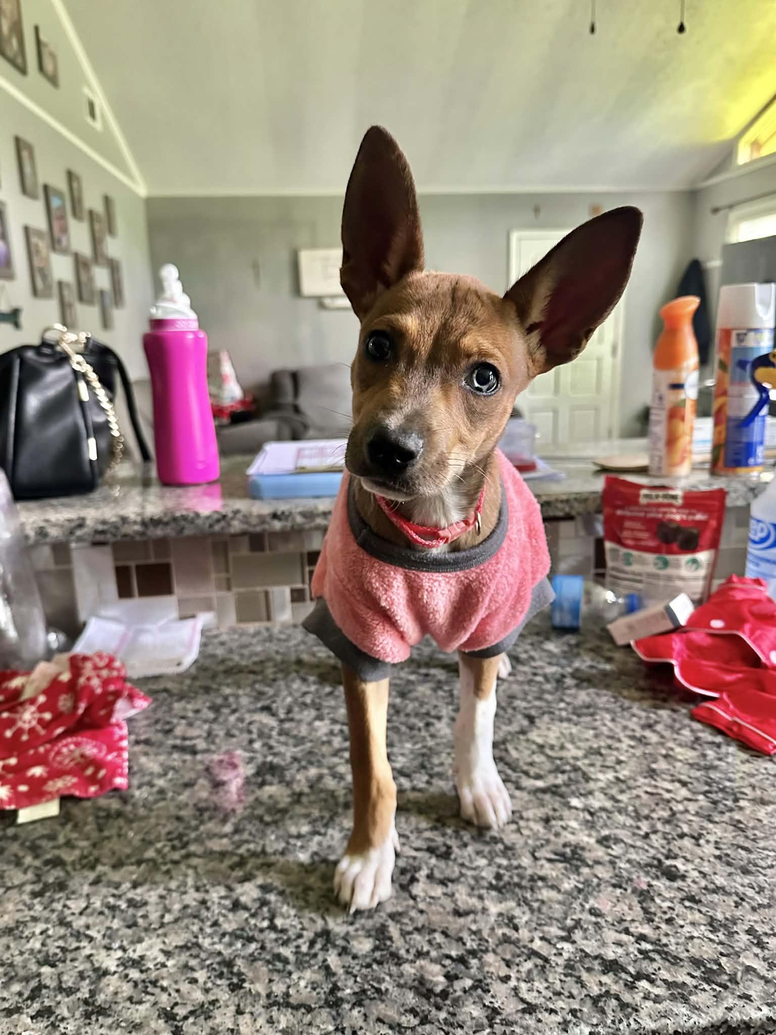 Enlarge Fancy Pants, a ADOPTABLE mixed breed in Groton, CT image 4/5