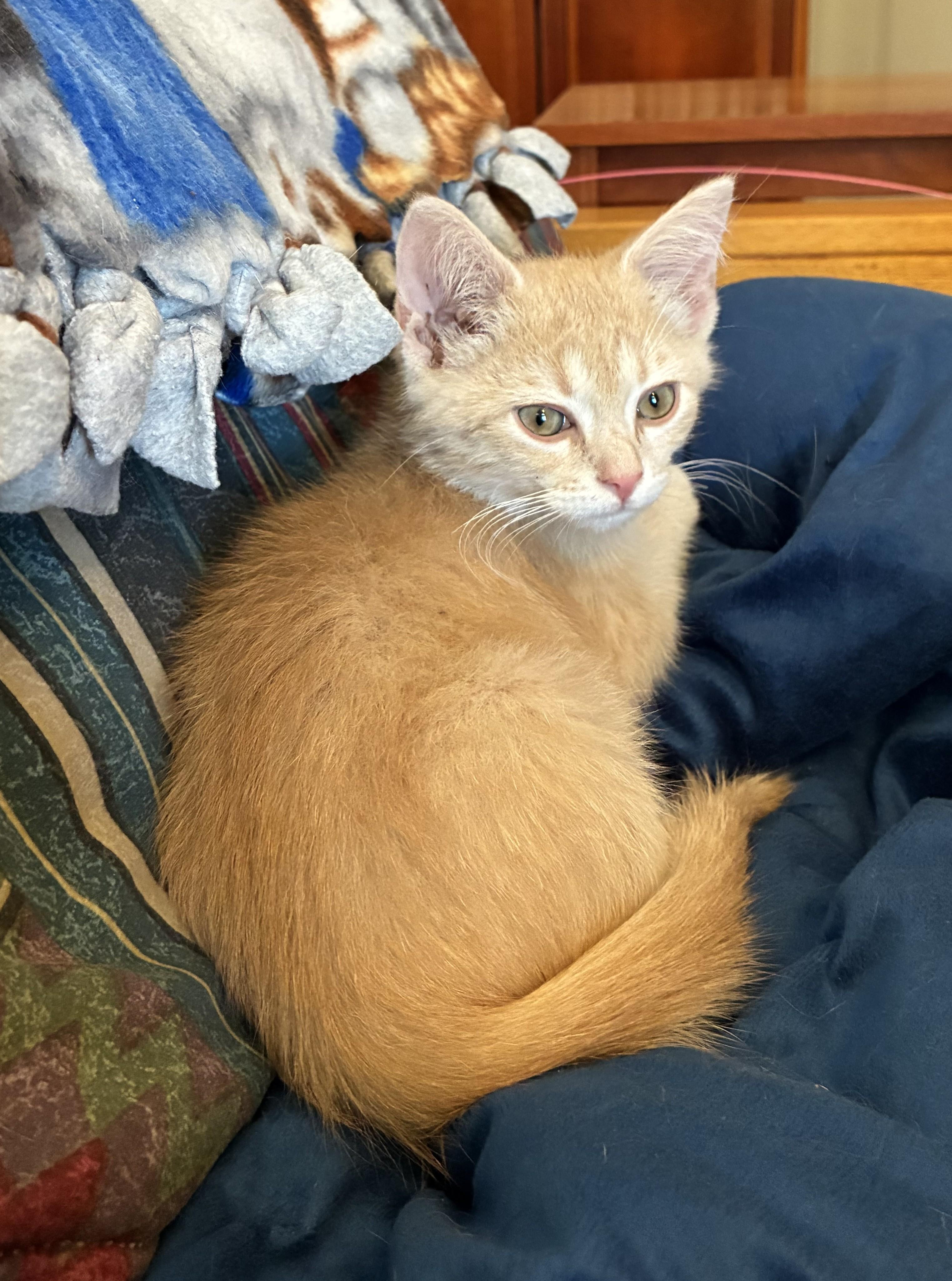 Enlarge Niblet, a ADOPTABLE Domestic Short Hair in Knoxville, TN image 1/4