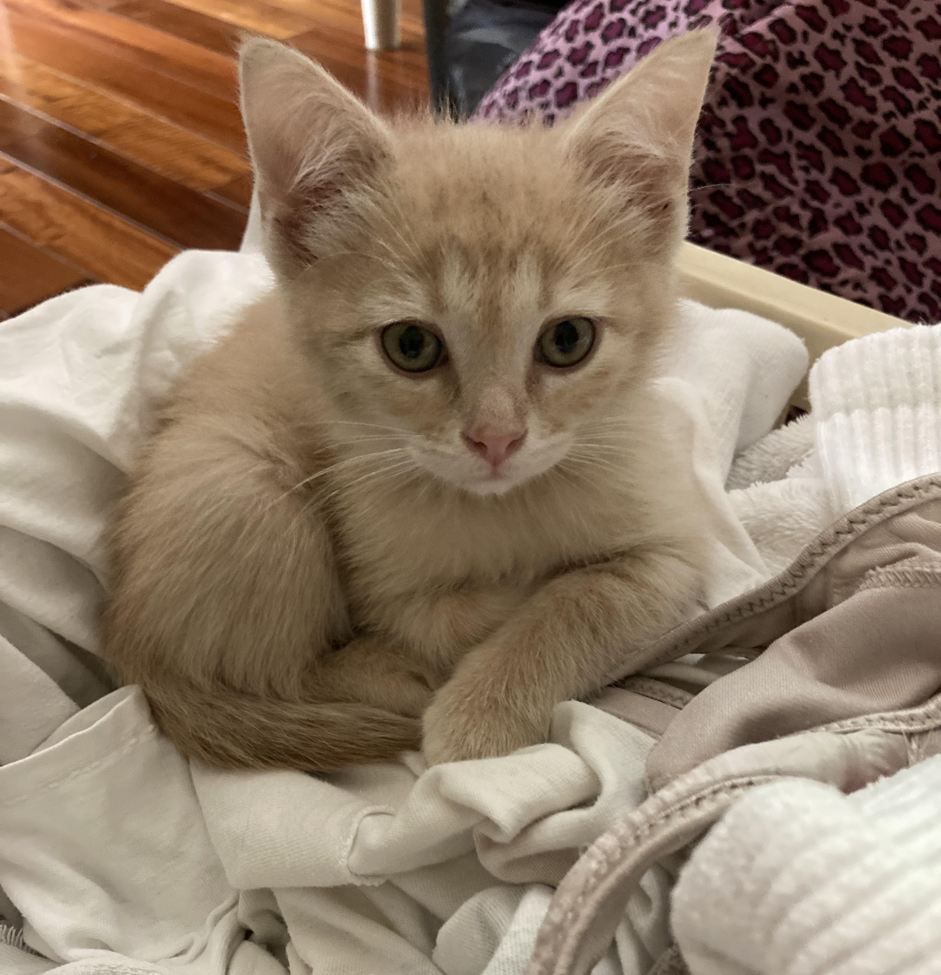 Enlarge Niblet, a ADOPTABLE Domestic Short Hair in Knoxville, TN image 2/4