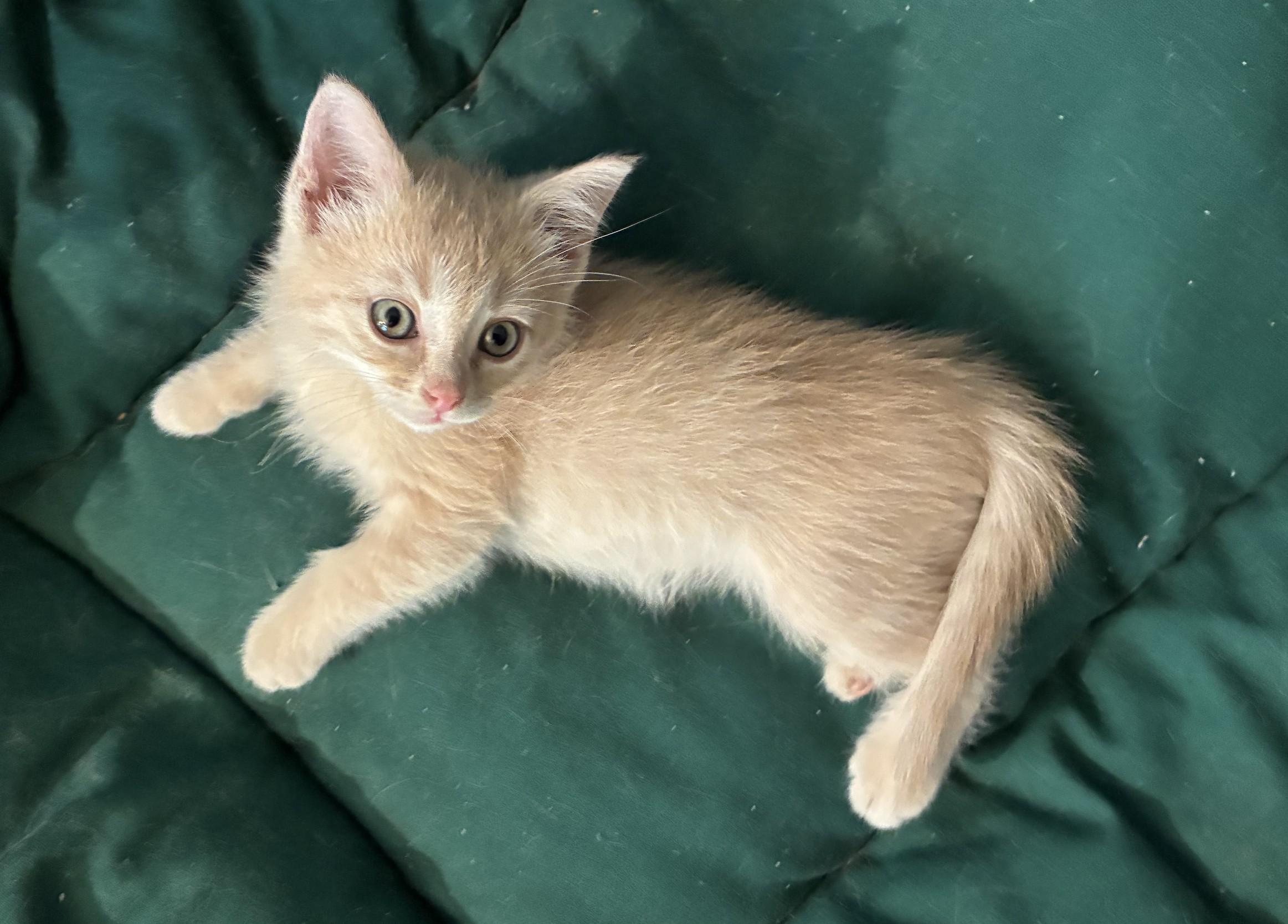 Enlarge Niblet, a ADOPTABLE Domestic Short Hair in Knoxville, TN image 3/4