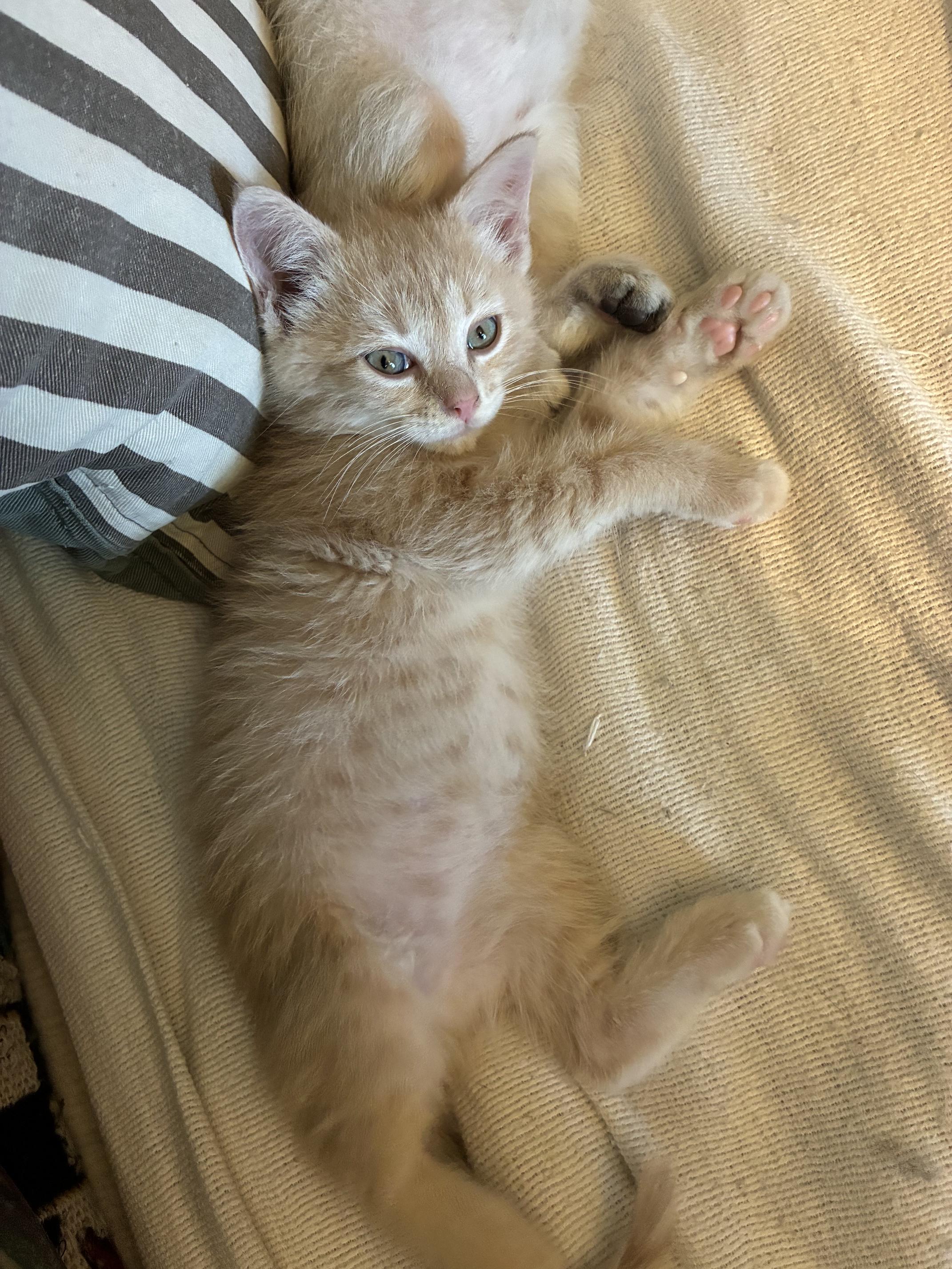 Enlarge Niblet, a ADOPTABLE Domestic Short Hair in Knoxville, TN image 4/4