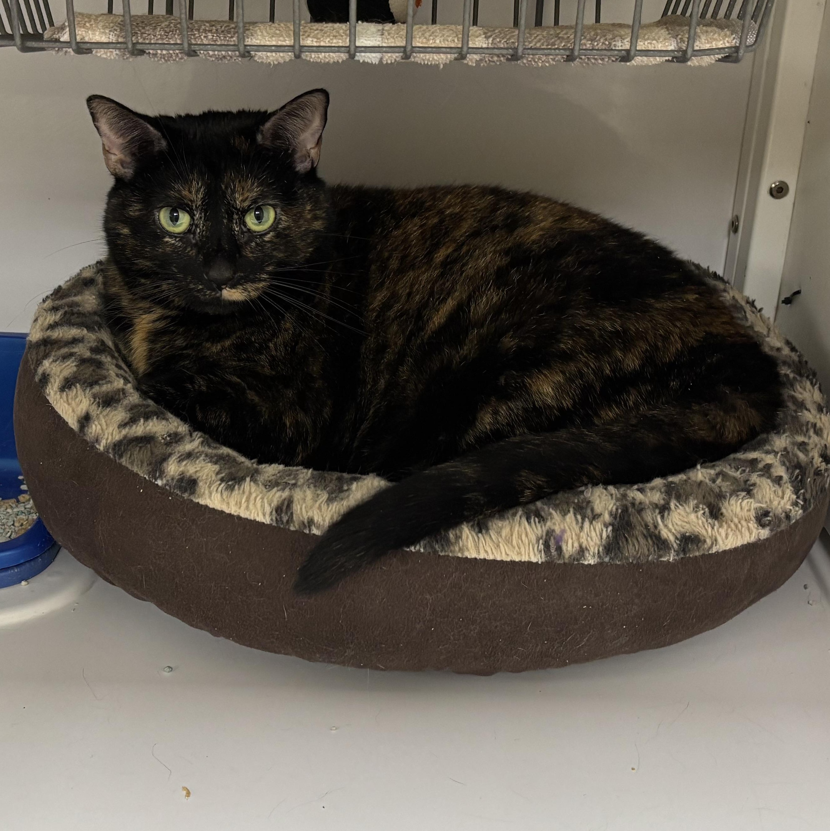 Ophelia, a ADOPTABLE Domestic Short Hair in Lyndhurst, NJ image 2/2