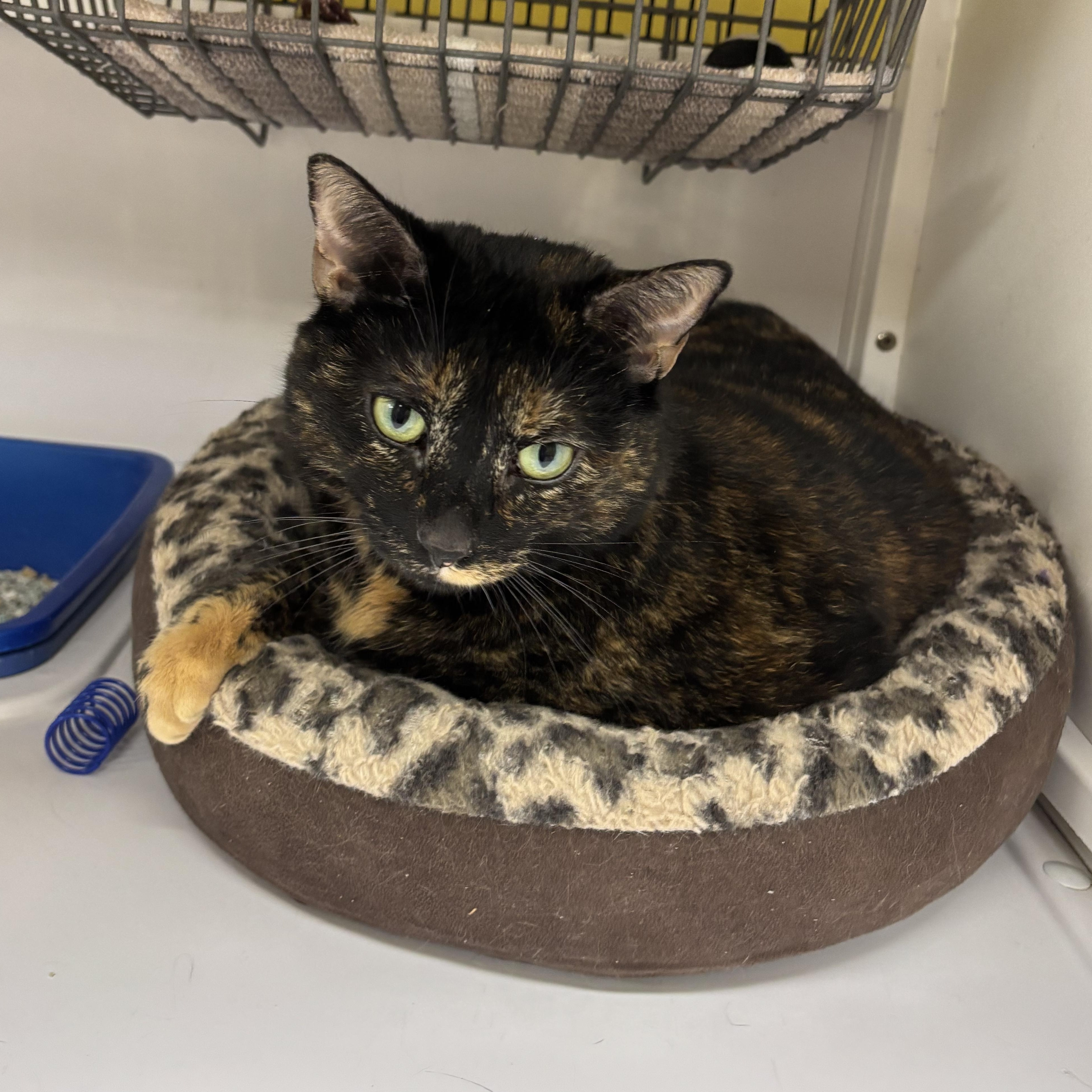 Ophelia, ADOPTABLE, Adult Female Domestic Short Hair.