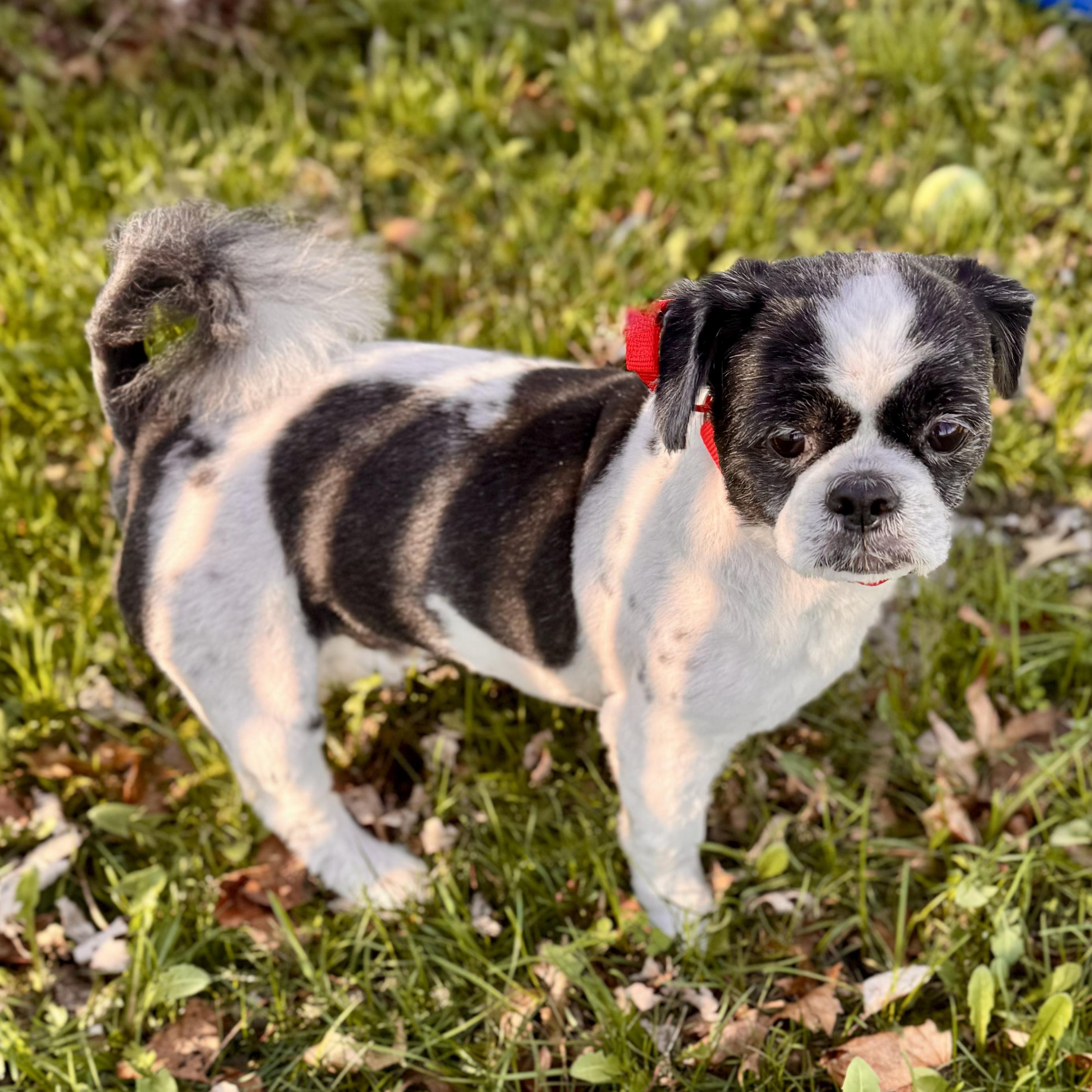 Enlarge Max, an adopted Shih Tzu in Midland, MI image 1/4