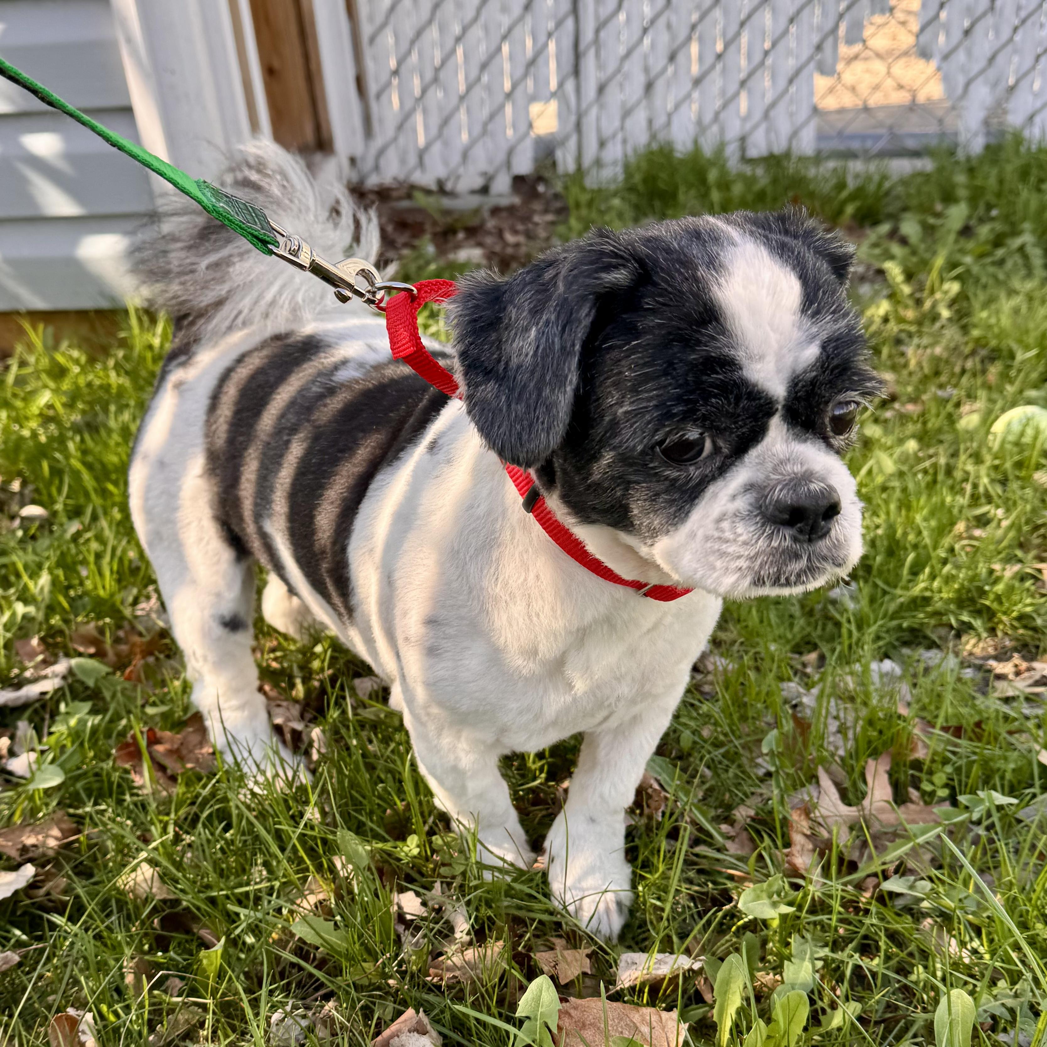 Enlarge Max, an adopted Shih Tzu in Midland, MI image 3/4