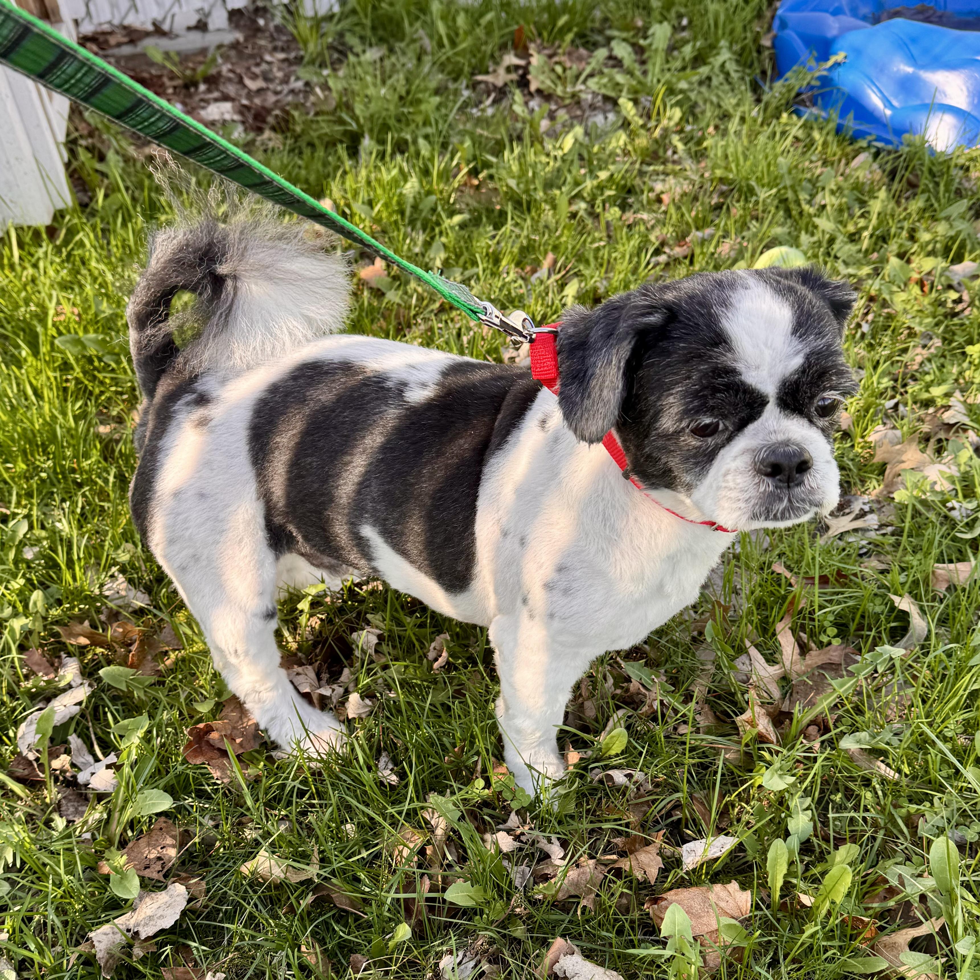 Enlarge Max, an adopted Shih Tzu in Midland, MI image 4/4