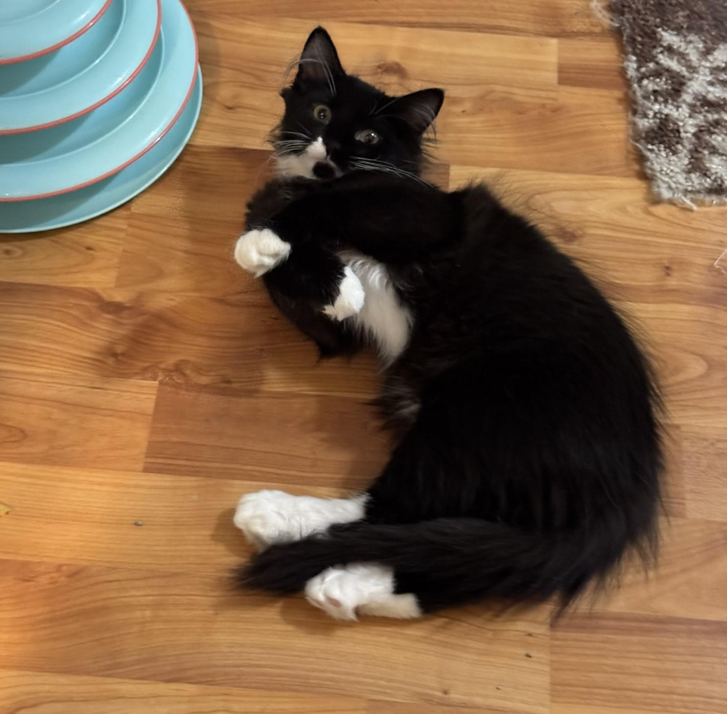 Lucy, a Adoptable Domestic Long Hair in Fairfield, IA image 3/4