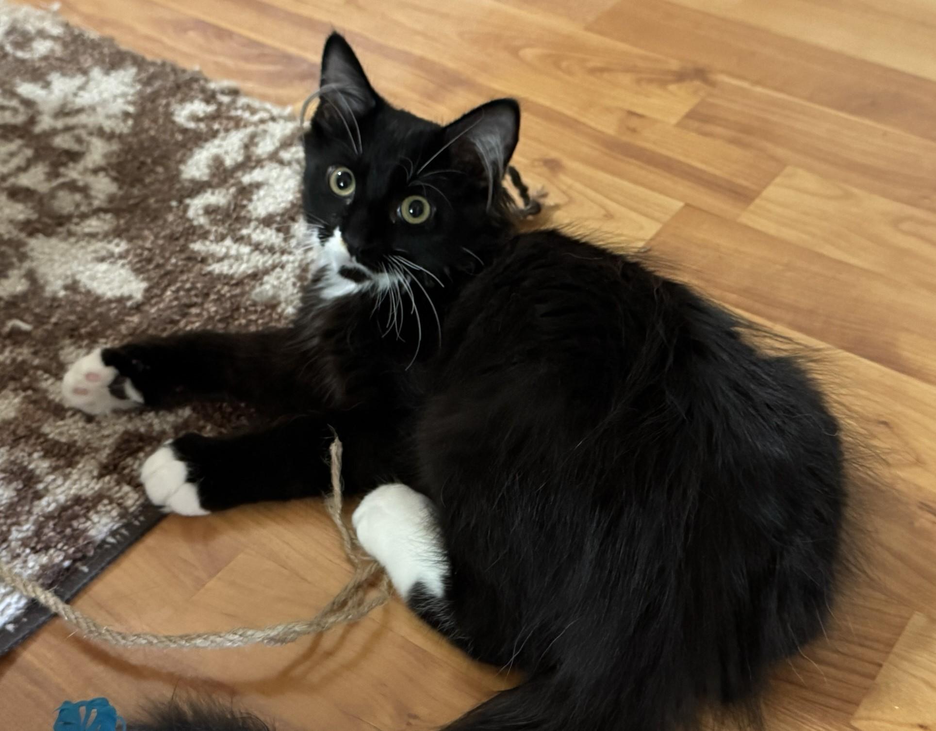 Lucy, a Adoptable Domestic Long Hair in Fairfield, IA image 4/4