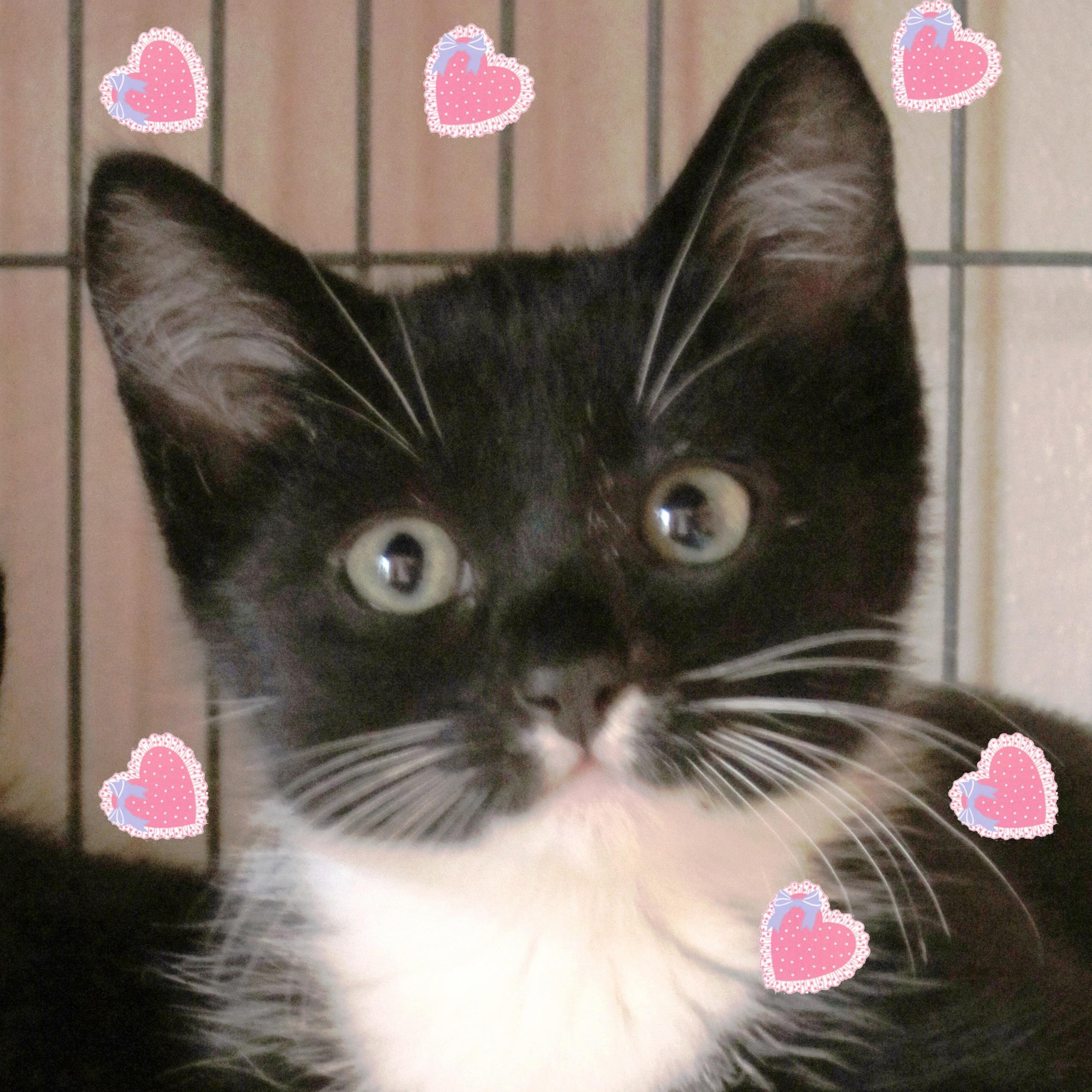 Lucy, a Adoptable Domestic Long Hair in Fairfield, IA image 1/4