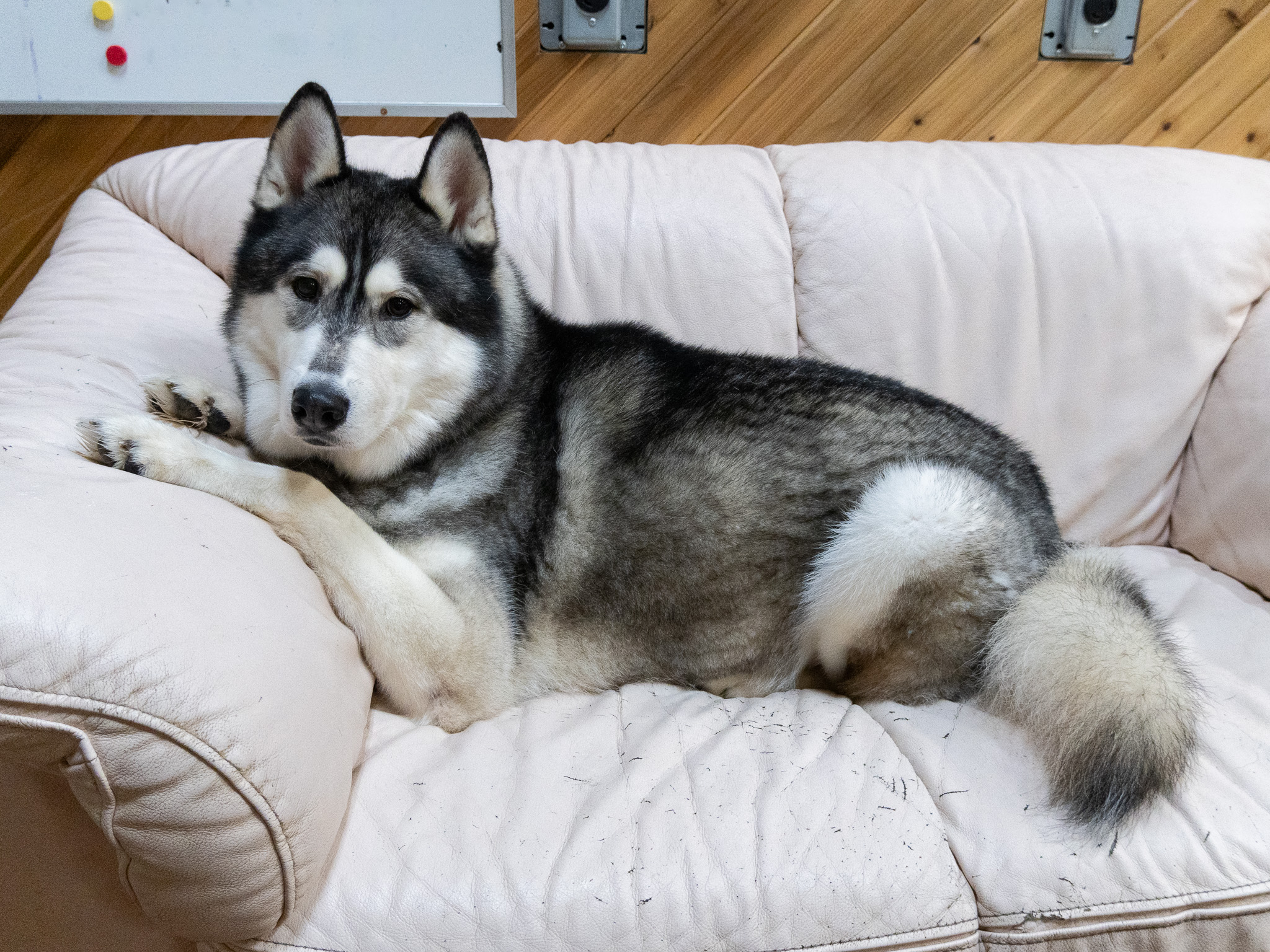 Enlarge Balto, a Adoptable Siberian Husky in Langley, BC image 3/6