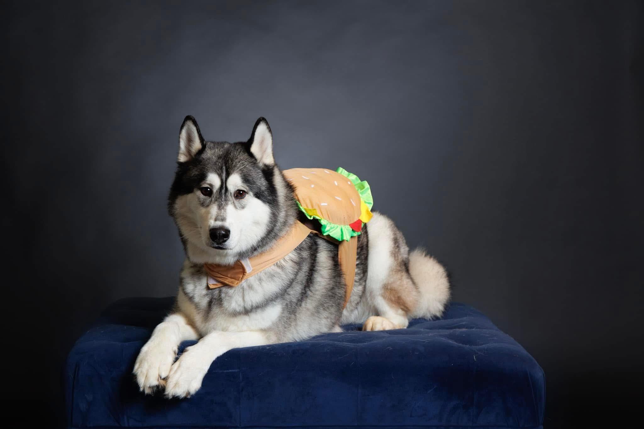 Balto, an adoptable Siberian Husky in Langley, BC, V3A 4C4 | Photo Image 1