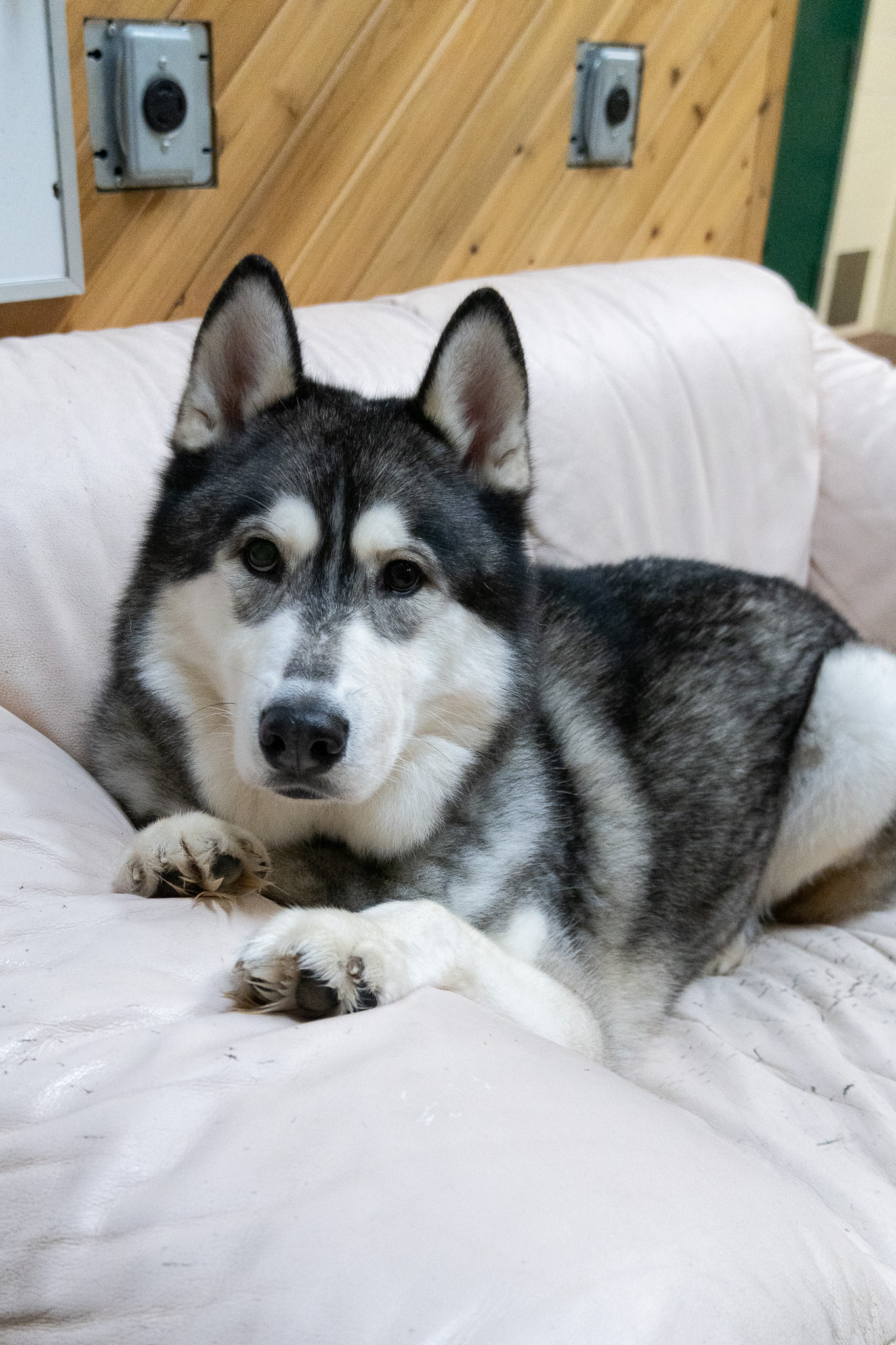 Enlarge Balto, a Adoptable Siberian Husky in Langley, BC image 1/6