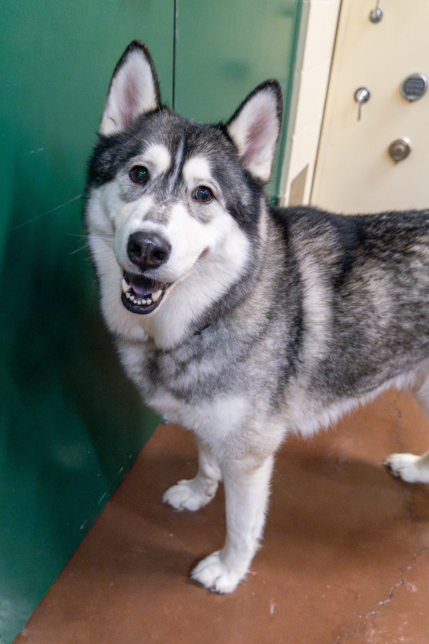Enlarge Balto, a Adoptable Siberian Husky in Langley, BC image 6/6