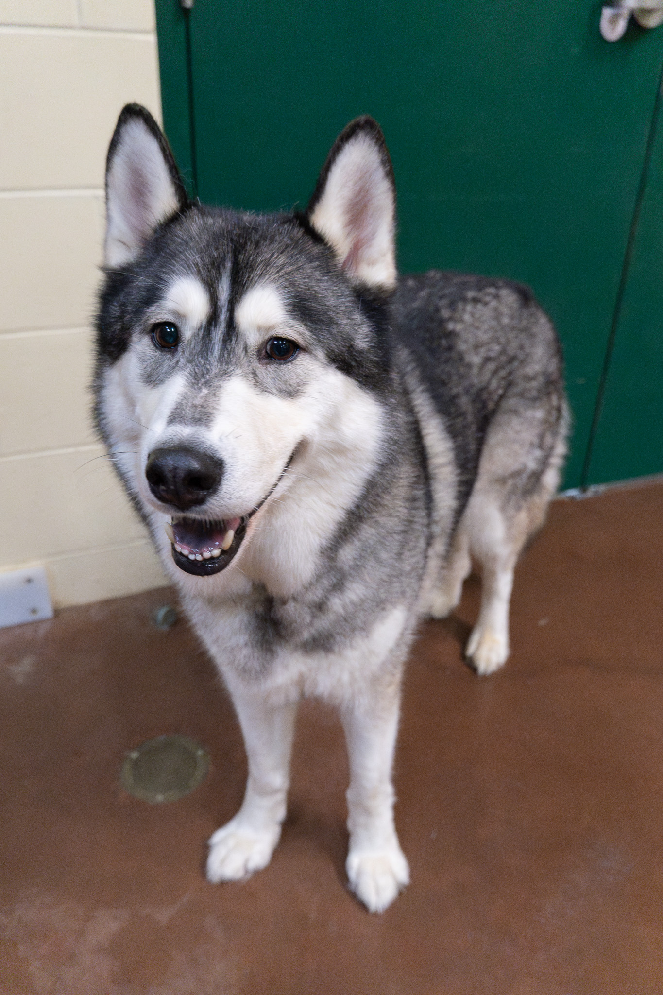 Enlarge Balto, a Adoptable Siberian Husky in Langley, BC image 5/6