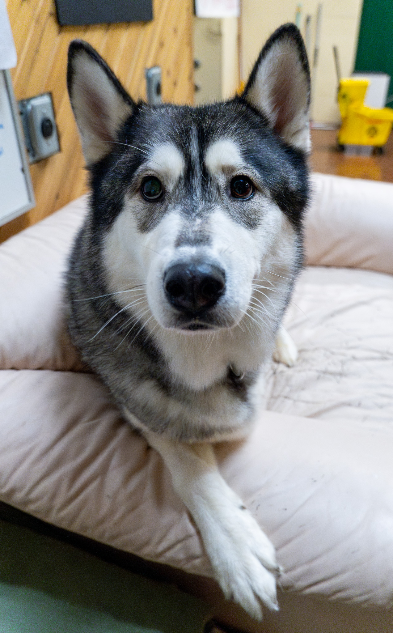 Enlarge Balto, a Adoptable Siberian Husky in Langley, BC image 4/6