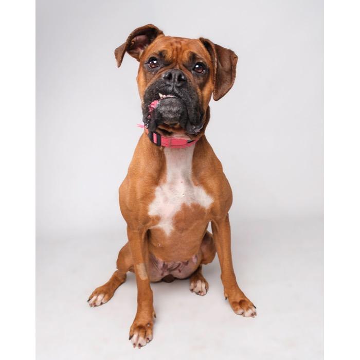 Enlarge Gemma, a Adoptable Boxer in Palm Springs, CA image 1/2