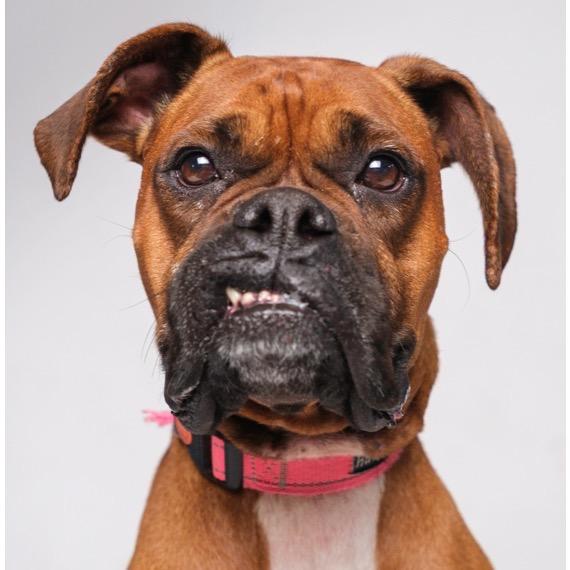 Enlarge Gemma, a Adoptable Boxer in Palm Springs, CA image 2/2