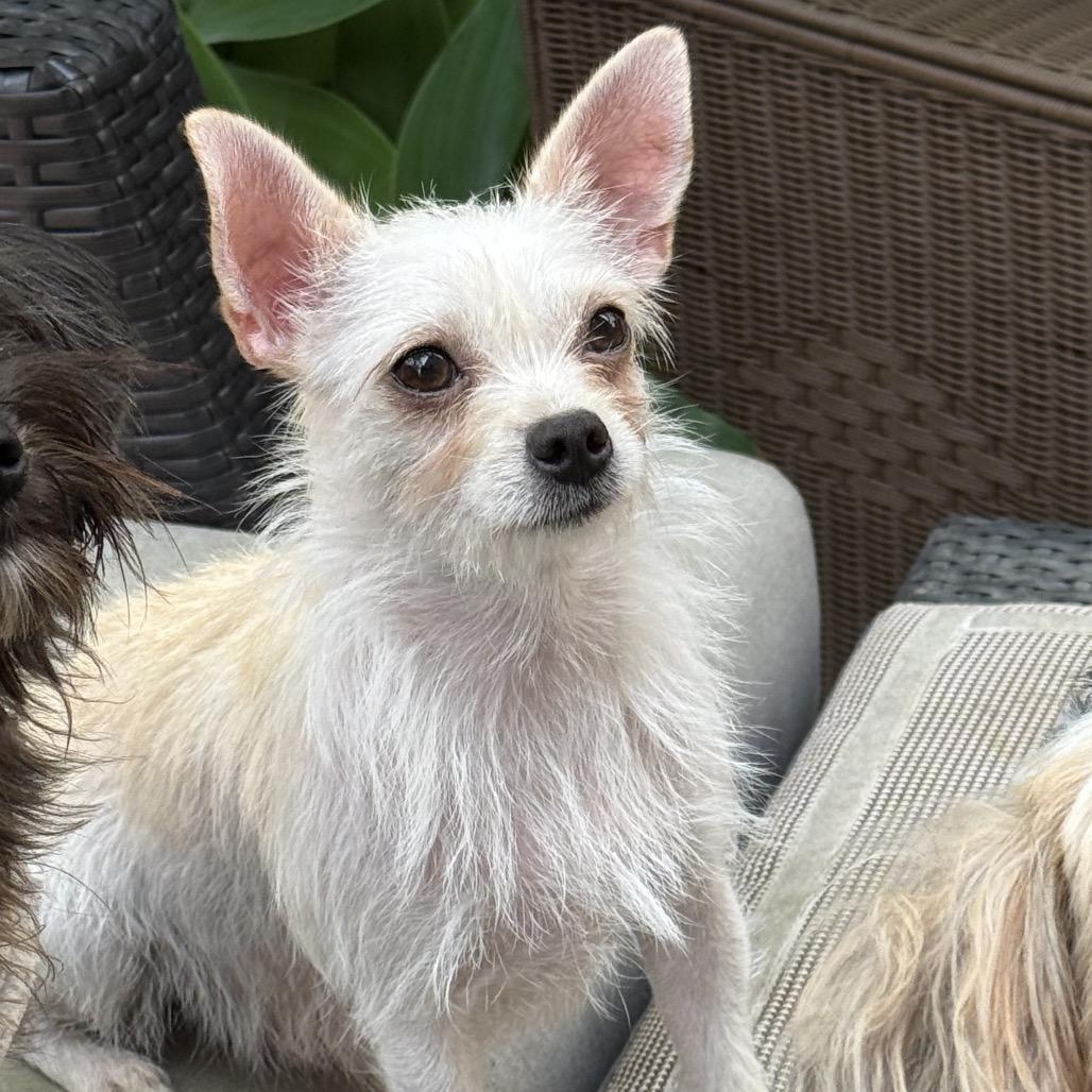 Lili, Adoptable, Young Female Chinese Crested Dog & West Highland White Terrier / Westie.