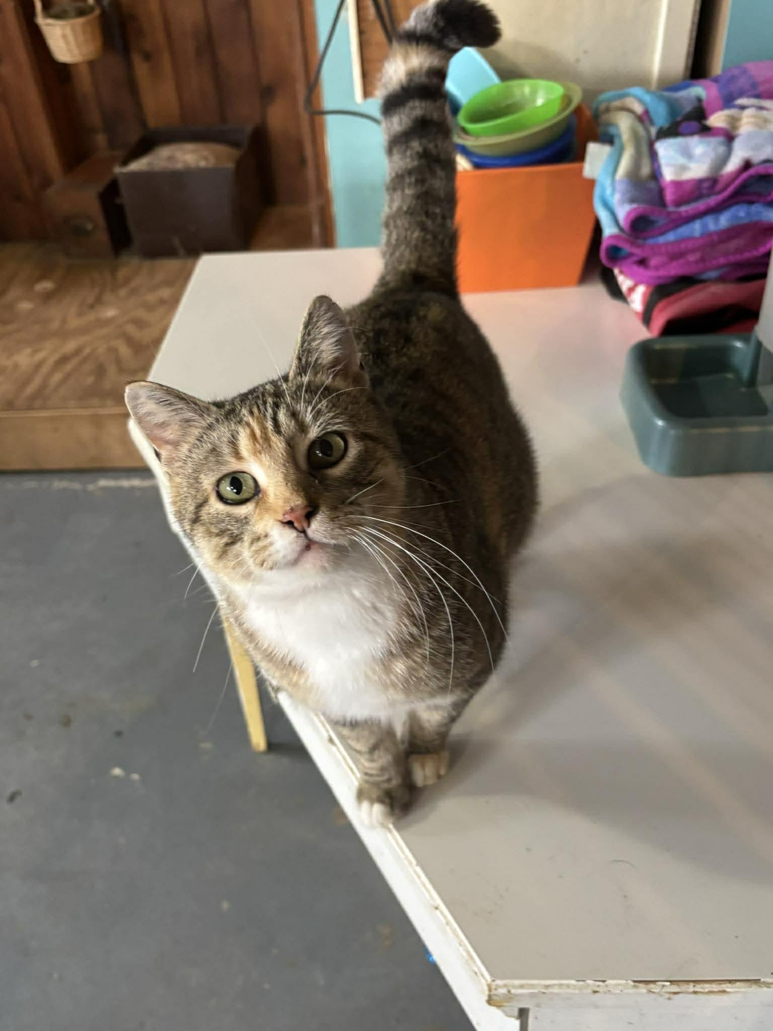 May, a Adoptable Domestic Short Hair in Heuvelton, NY image 1/5