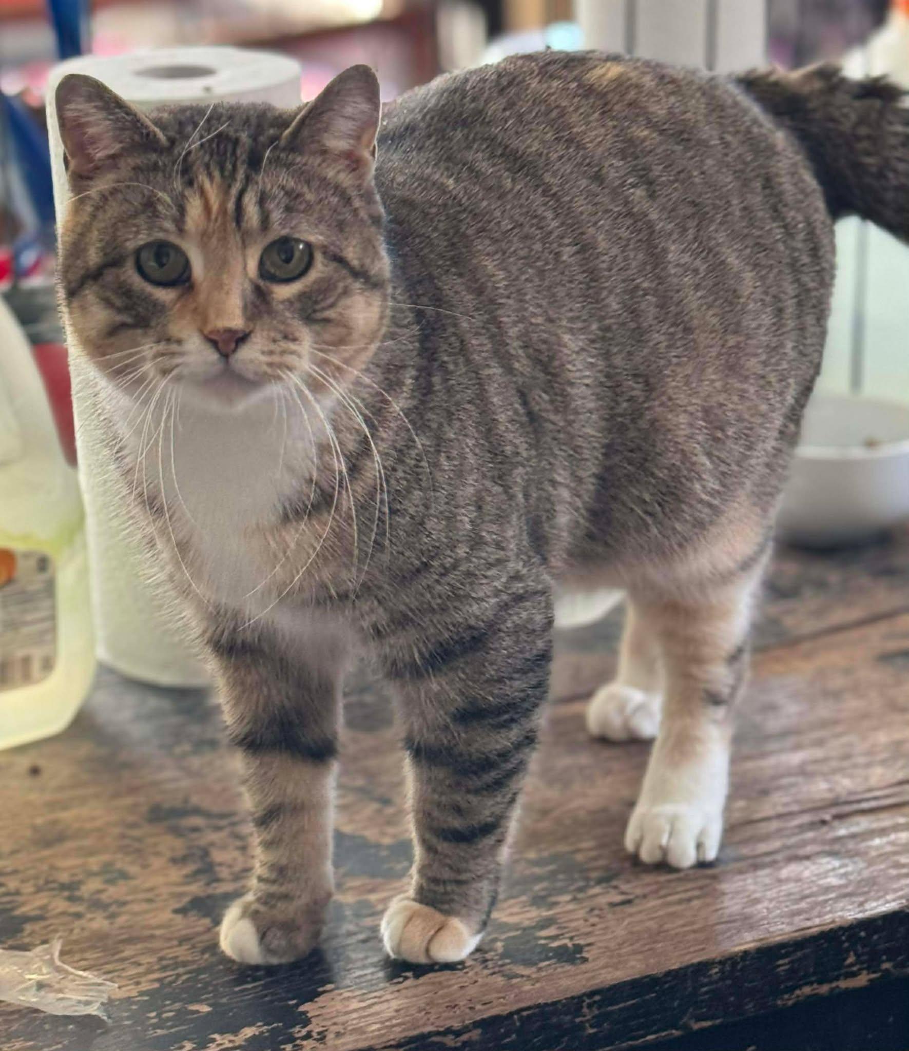 Enlarge May, a Adoptable Domestic Short Hair in Heuvelton, NY image 1/5